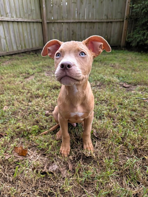 Tater Tot (2026), a dog for adoption from Don't Bully Us Rescue
