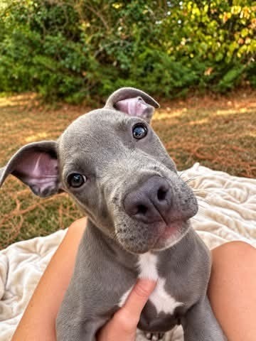 Big Mac (2026), Pit Bull Terrier