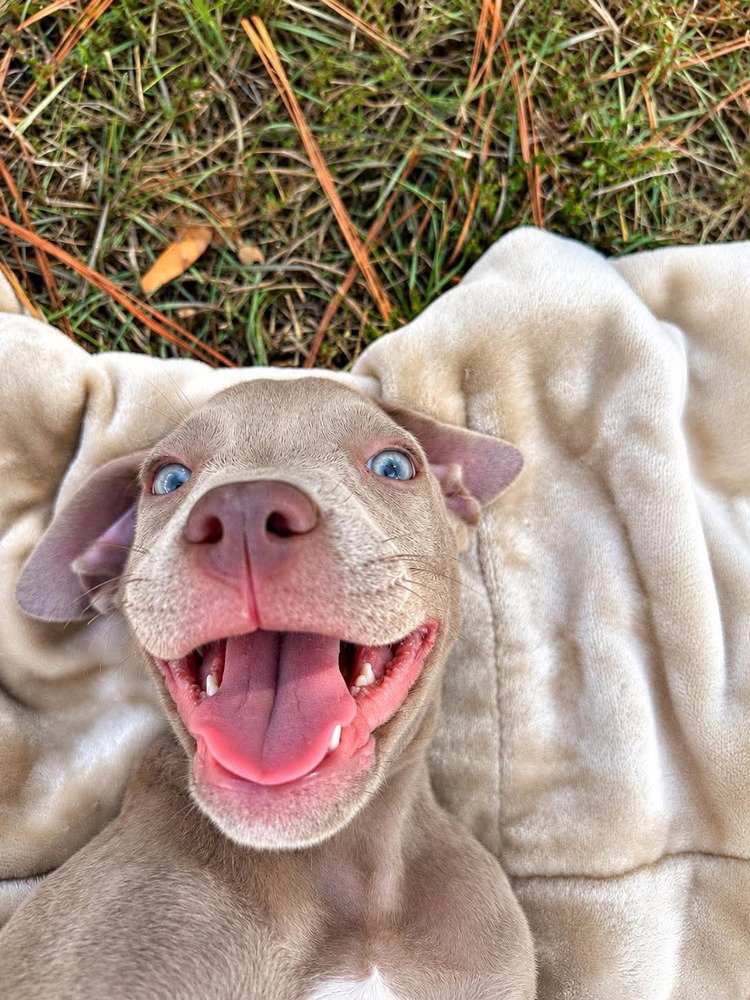 McNugget (2026), Pit Bull Terrier