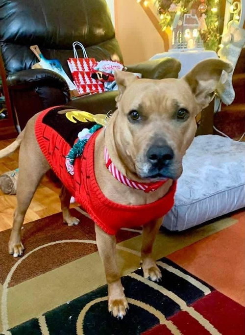 Coco (Mom of Ten Litter ), a dog for adoption from Don't Bully Us Rescue