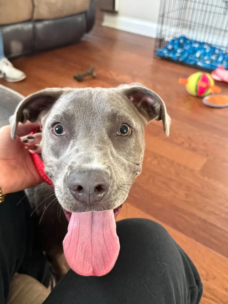 Snazzy - Pit Bull Terrier