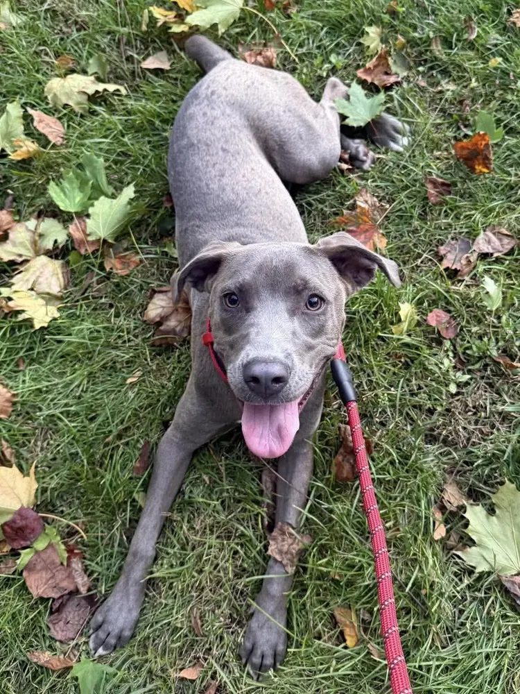 Snazzy - Pit Bull Terrier