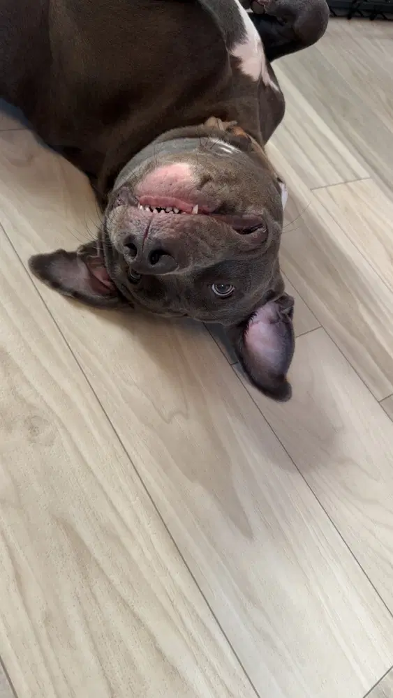 Allie - Pit Bull Terrier