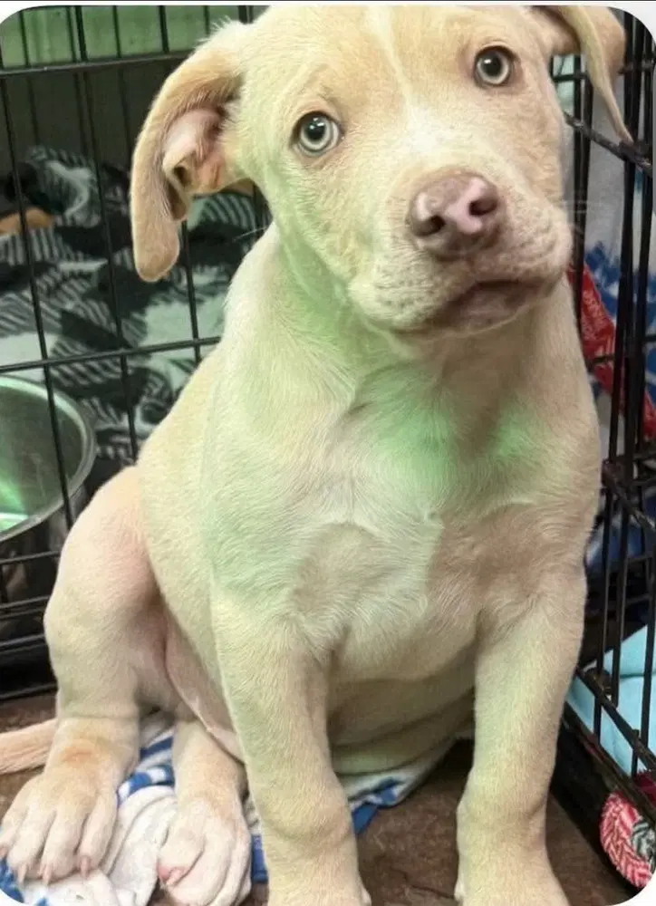 Bulldozer Seven Wonders - Pit Bull Terrier