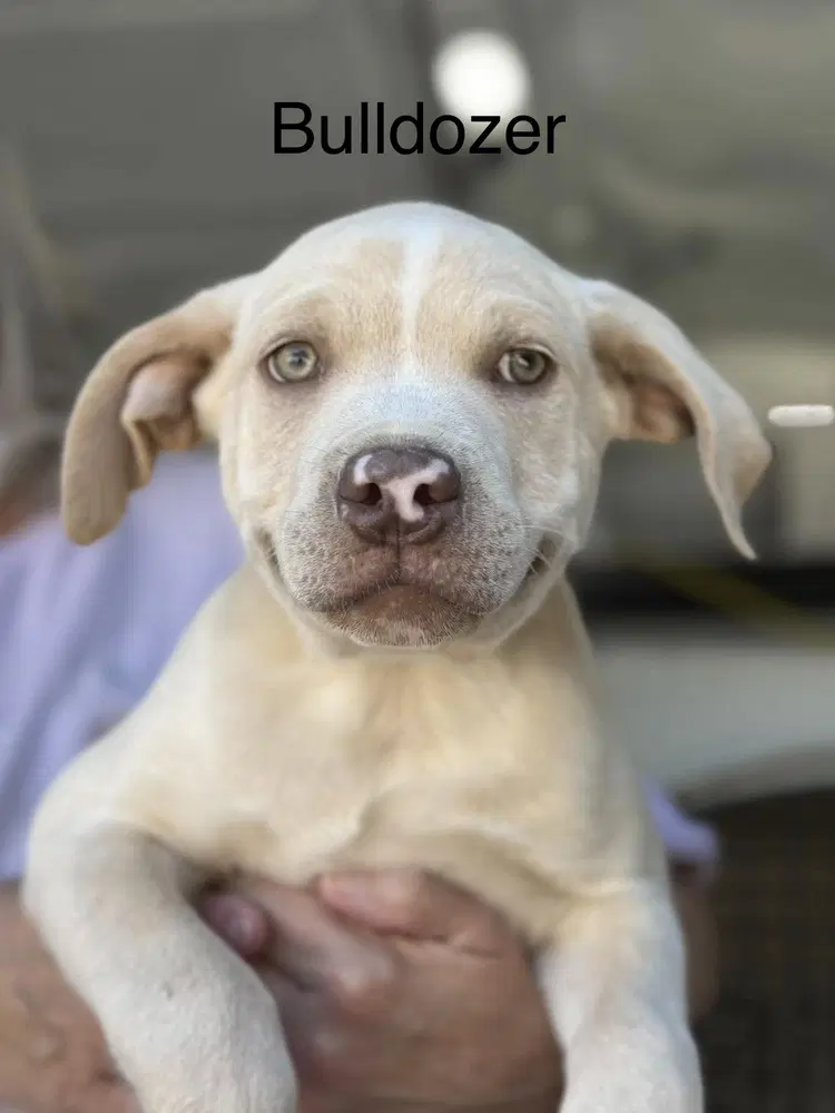 Bulldozer Seven Wonders - Pit Bull Terrier