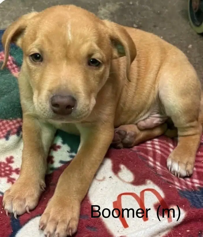 Boomer Seven Wonders - Pit Bull Terrier