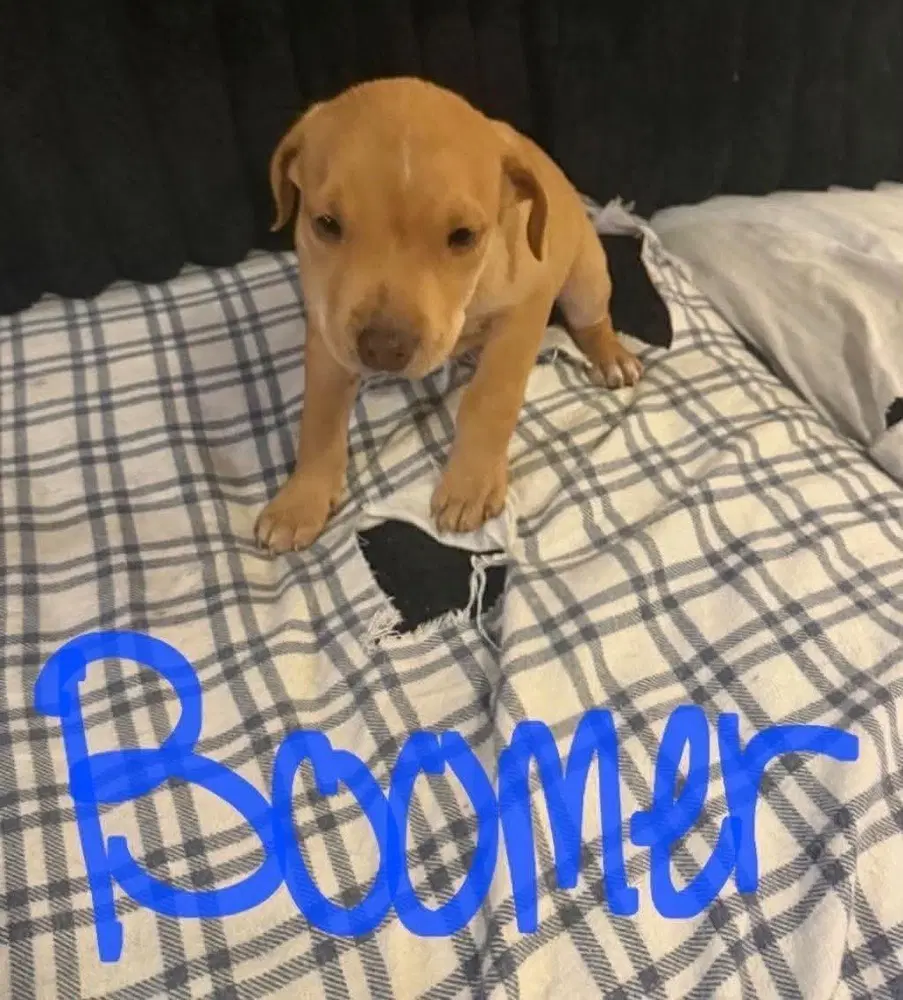 Boomer Seven Wonders image 2