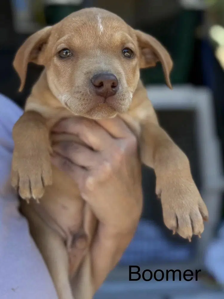 Boomer Seven Wonders - Pit Bull Terrier