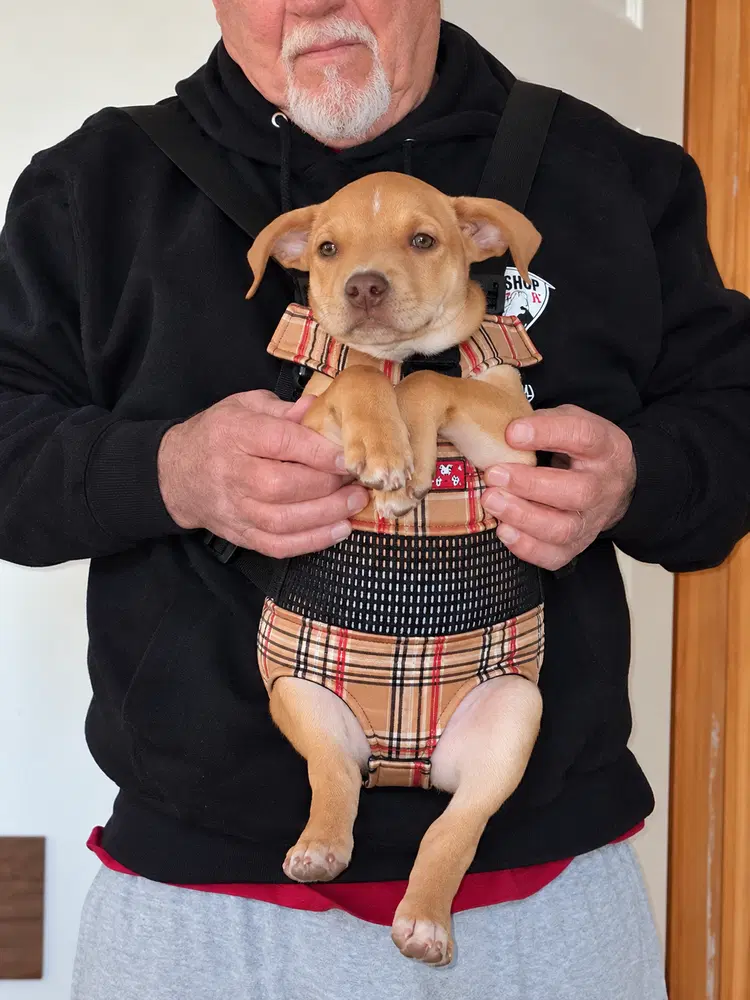 Boomer Seven Wonders - Pit Bull Terrier
