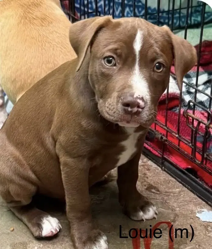 Louie Seven Wonders - Pit Bull Terrier
