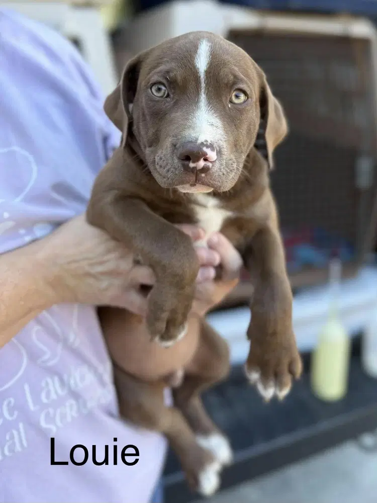 Louie Seven Wonders - Pit Bull Terrier
