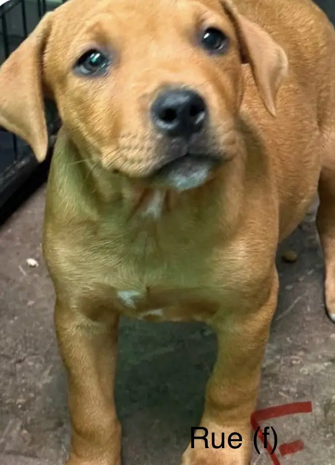 Rue Seven Wonders - Pit Bull Terrier