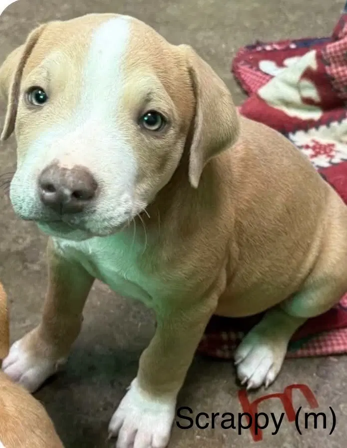 Scrappy Seven Wonders - Pit Bull Terrier