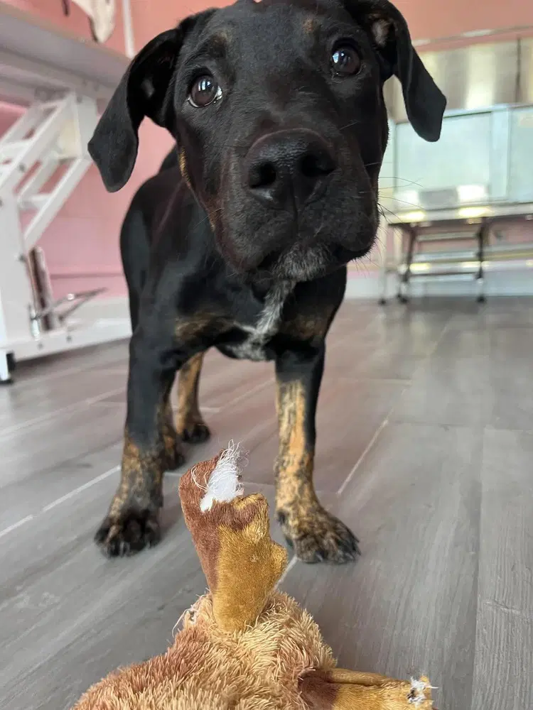 Cane image 1