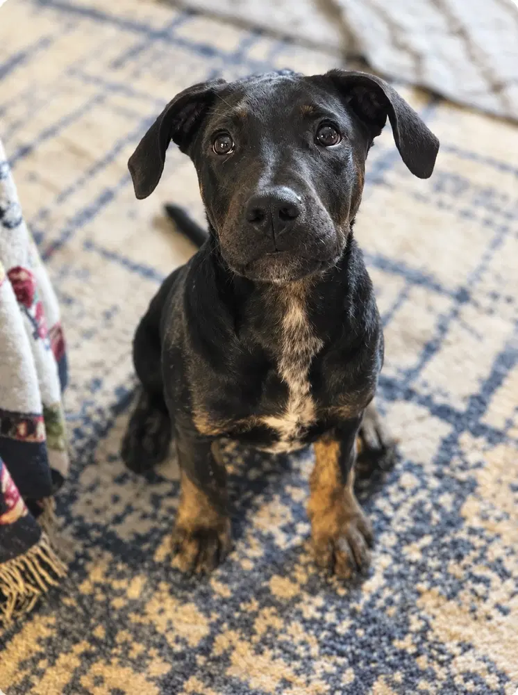 Cane - Pit Bull Terrier