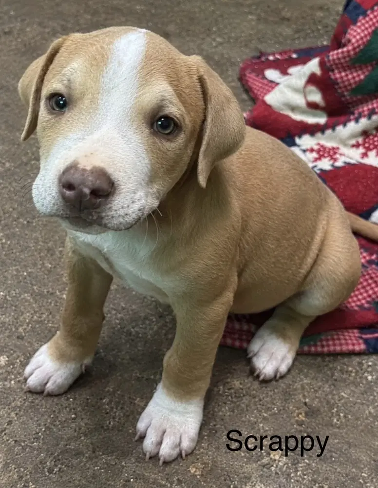 Scrappy - Pit Bull Terrier