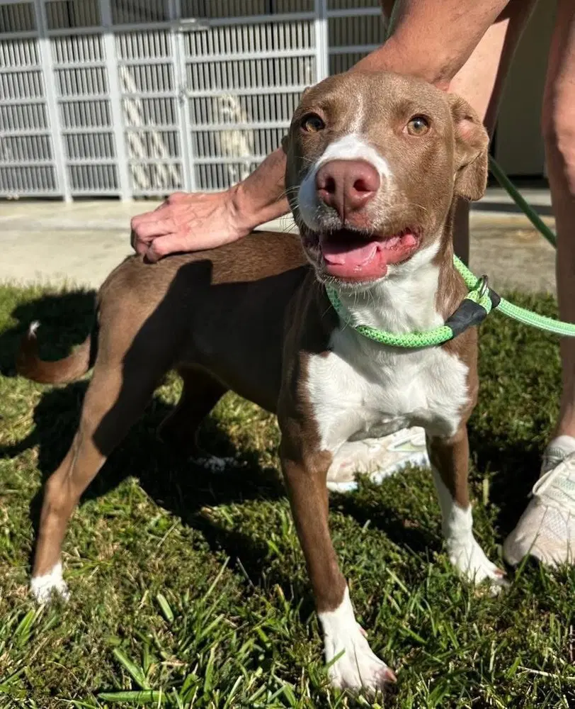 Rochelle - Pit Bull Terrier