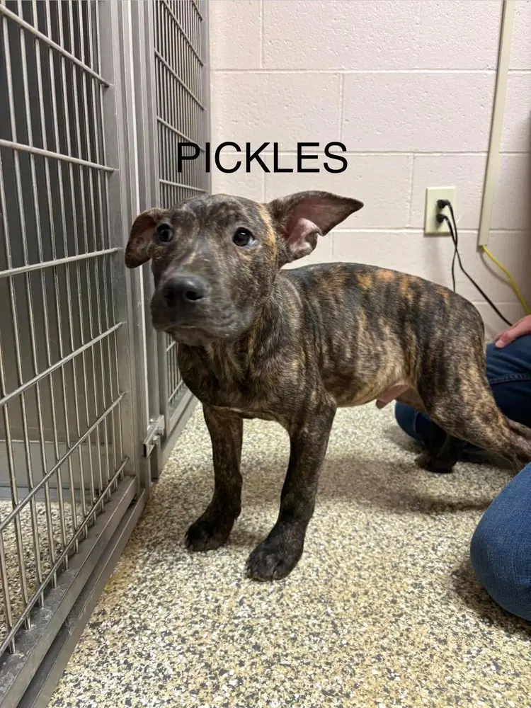 Pickles The Ocean County image 3