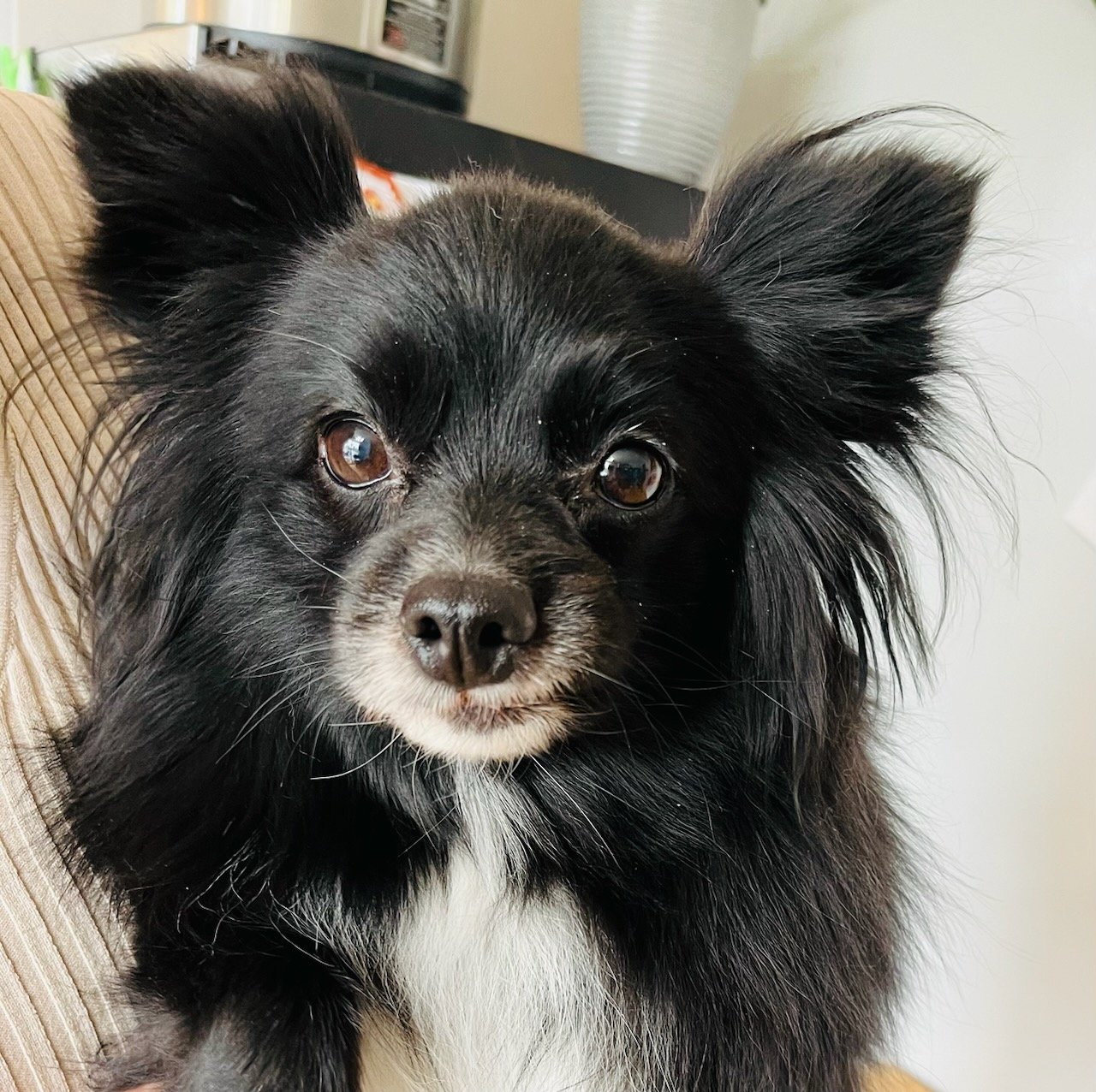 adoptable Dog in Prosser, WA named Yin