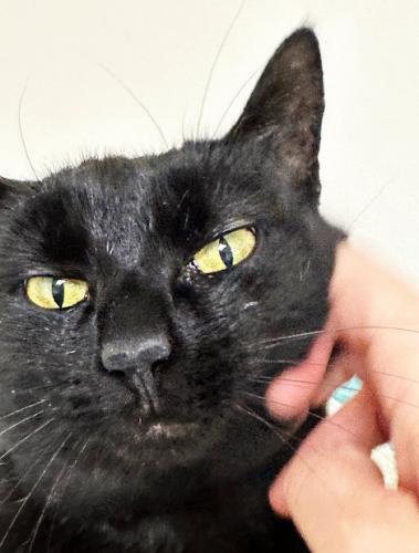 Poppy, a cat for adoption from Kingdom Animal Shelter, Inc.