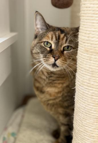 Mischa, an adoptable Domestic Short Hair in St Johnsbury, VT