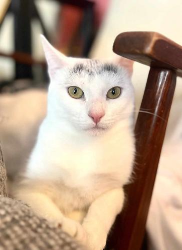 Ashley, an adoptable Domestic Short Hair in St Johnsbury, VT