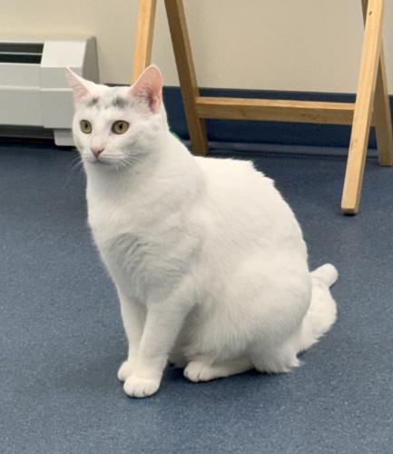 Ashley, an adoptable Domestic Short Hair in St Johnsbury, VT