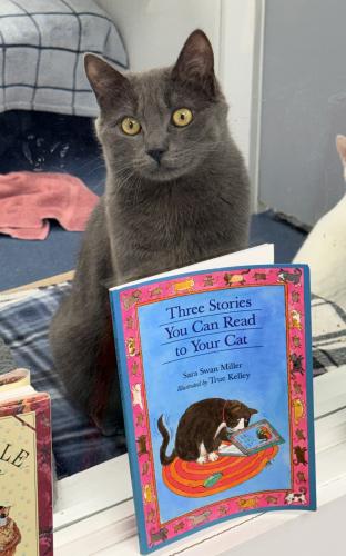 Earl Grey, an adoptable Domestic Short Hair in St Johnsbury, VT