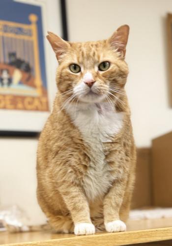 Austin, an adoptable Domestic Short Hair in St Johnsbury, VT