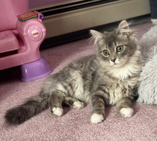 Freya, an adoptable Domestic Long Hair in St Johnsbury, VT