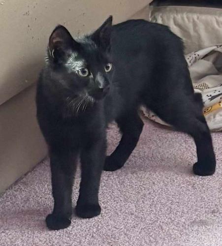 Cali, an adoptable Domestic Short Hair in St Johnsbury, VT