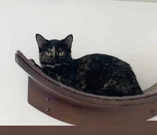 Ariel, an adoptable Domestic Short Hair in St Johnsbury, VT