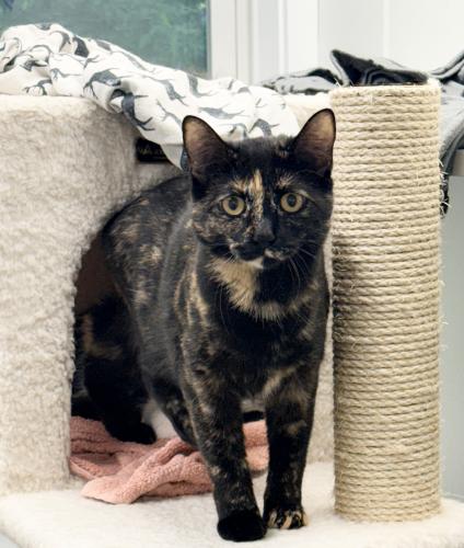 Ariel, a cat for adoption from Kingdom Animal Shelter, Inc.