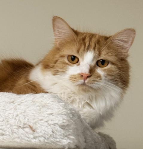 Dahlia, an adoptable Domestic Long Hair in St Johnsbury, VT