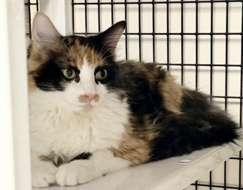 Winnie, an adoptable Domestic Long Hair in St Johnsbury, VT