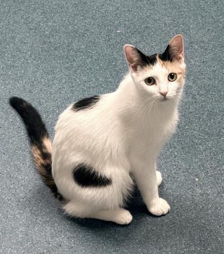 Brie, an adoptable Domestic Short Hair in St Johnsbury, VT