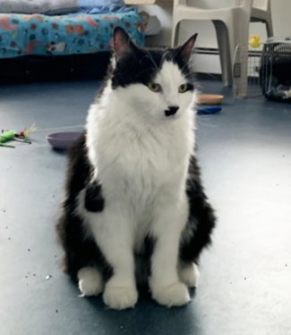 Fig, an adoptable Domestic Long Hair in St Johnsbury, VT