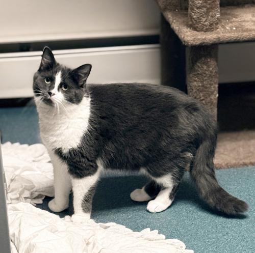Hope, an adoptable Domestic Short Hair in St Johnsbury, VT