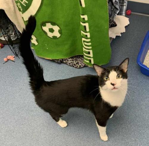 Ozzy, an adoptable Domestic Short Hair in St Johnsbury, VT