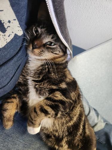 Max, an adoptable Domestic Short Hair in St Johnsbury, VT