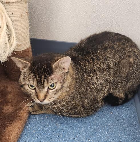 Brock, an adoptable Domestic Short Hair in St Johnsbury, VT