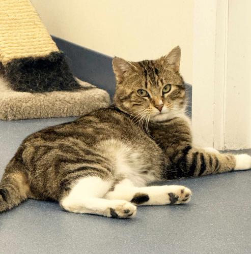 Magog, an adoptable Domestic Short Hair in St Johnsbury, VT