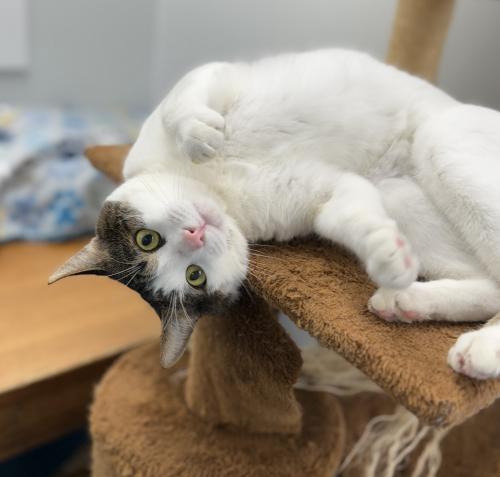 Griffin, Domestic Short Hair