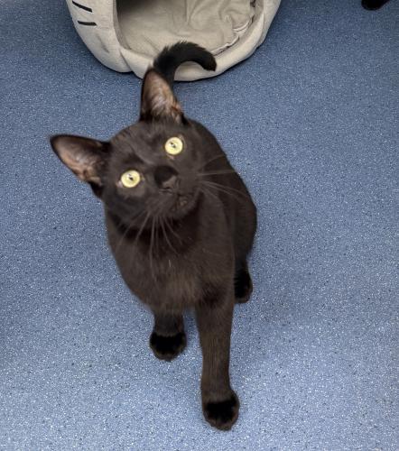Mon Ami, Domestic Short Hair