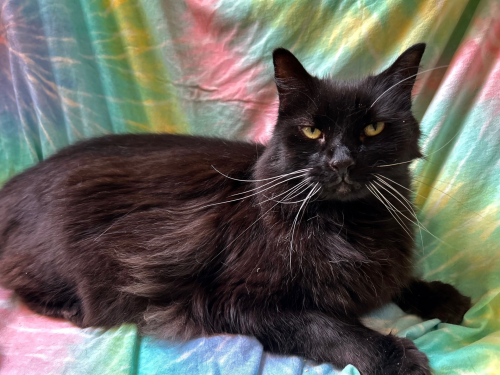 Craig, a cat for adoption from Kingdom Animal Shelter, Inc.