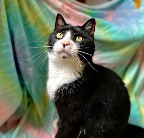 Smokey, Domestic Short Hair