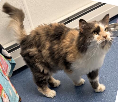 Savannah, a cat for adoption from Kingdom Animal Shelter, Inc.