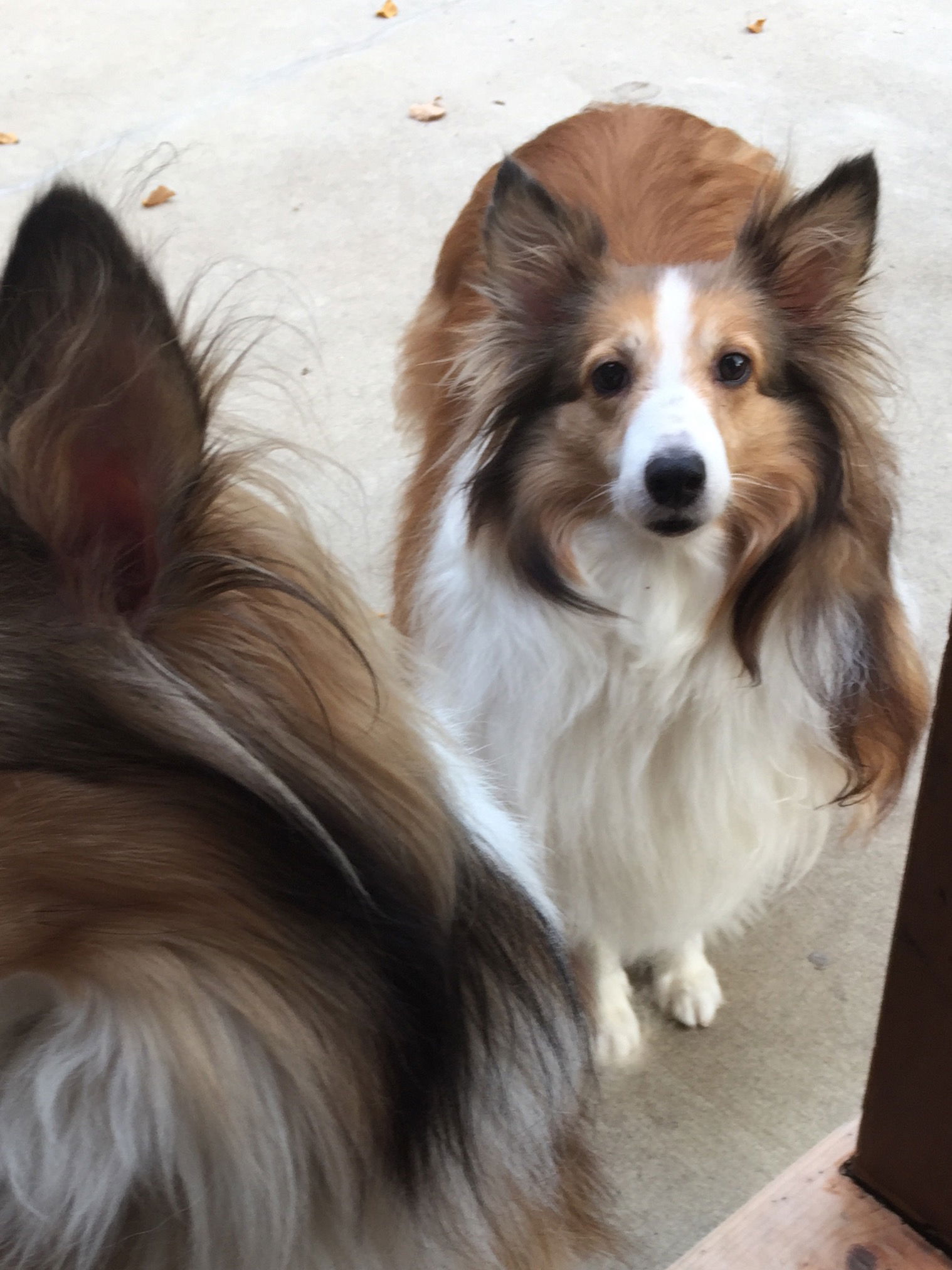 Sues shelties clearance