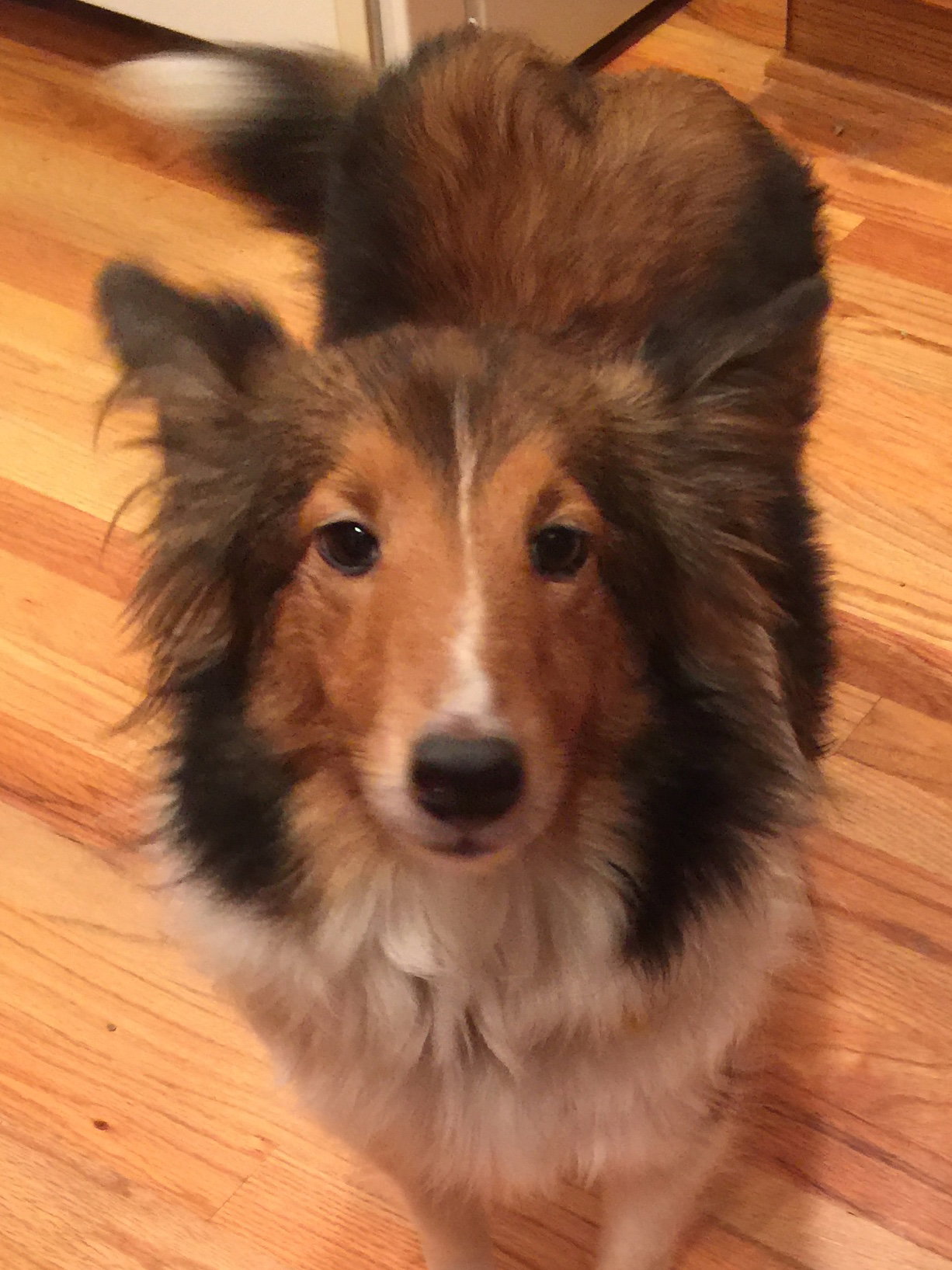 Wamego's  Page Kansas City Sheltie Rescue