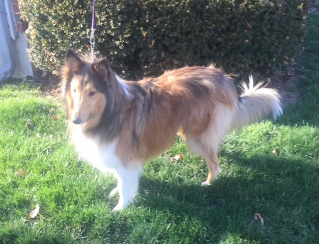 Shetland best sale collie rescue